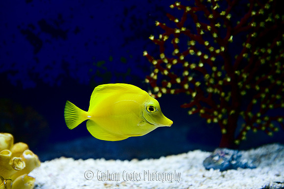 Aquarium, Florida