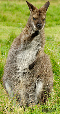 West Midlands Safari Park, Bewdley Worcestershire, UK