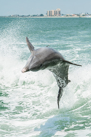Taken from the Sea Screamer Dolphin boat ride, Clearwater, Florida USA