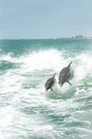 Taken from the Sea Screamer Dolphin boat ride, Clearwater, Florida USA