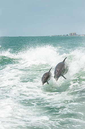 Taken from the Sea Screamer Dolphin boat ride, Clearwater, Florida USA