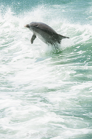 Taken from the Sea Screamer Dolphin boat ride, Clearwater, Florida USA