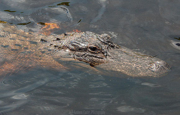Corey Billies Airboat rides, Naples Florida