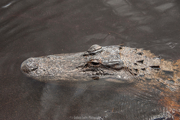 Corey Billies Airboat rides, Naples Florida