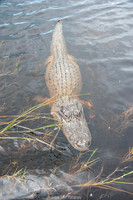 Corey Billies Airboat rides, Naples Florida
