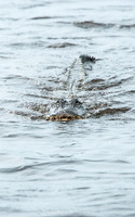 Corey Billies Airboat rides, Naples Florida