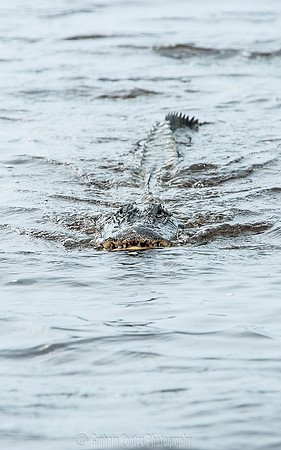 Corey Billies Airboat rides, Naples Florida