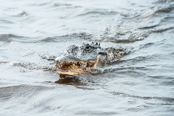 Corey Billies Airboat rides, Naples Florida
