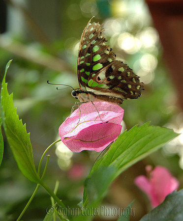 Cotswold Wildlife Park, Oxfordshire, UK