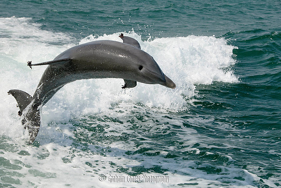 Taken from the Sea Screamer Dolphin boat ride, Clearwater, Florida USA