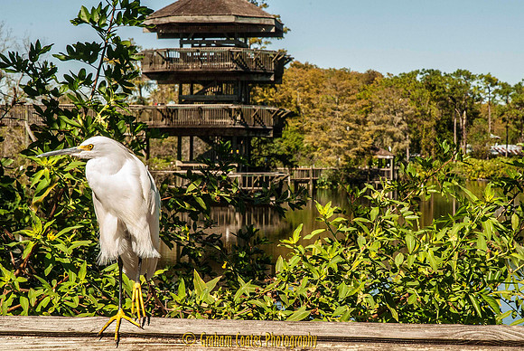 Gatorland, Florida USA