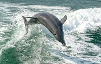Taken from the Sea Screamer Dolphin boat ride, Clearwater, Florida USA
