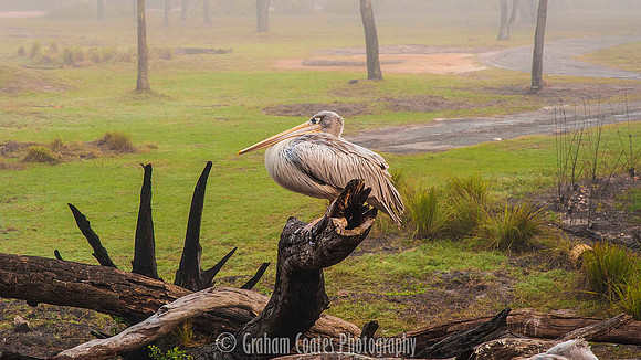 Disney's Animal Kingdom Lodge, Florida USA