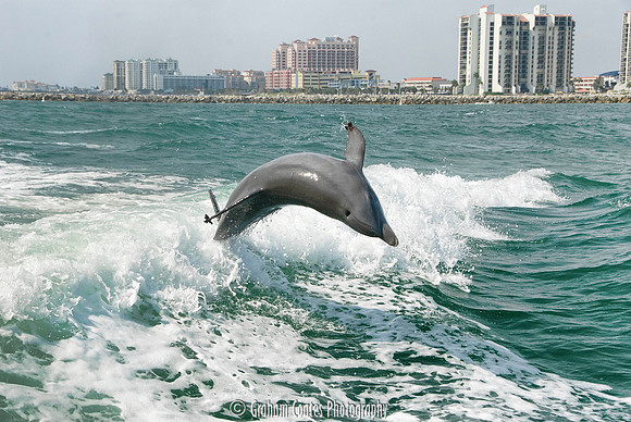 Taken from the Sea Screamer Dolphin boat ride, Clearwater, Florida USA