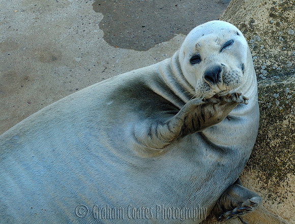 Skegness Natureland Seal Sanctuary, UK