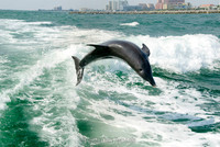Taken from the Sea Screamer Dolphin boat ride, Clearwater, Florida USA