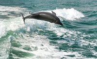 Taken from the Sea Screamer Dolphin boat ride, Clearwater, Florida USA