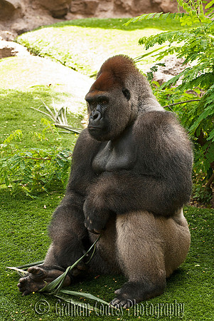 Loro Parque, Tenerife