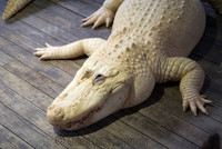 Gatorland, Florida, USA