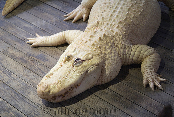Gatorland, Florida, USA