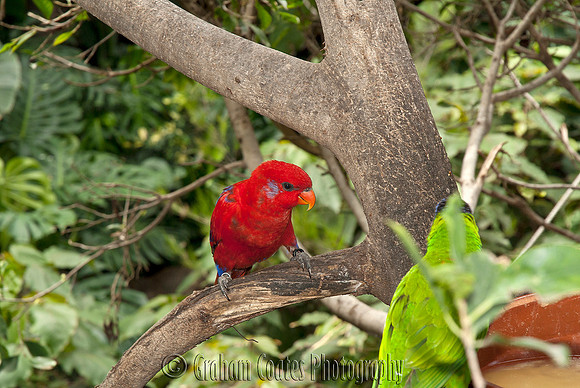 Loro Parque, Tenerife