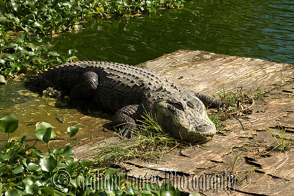 Everglades, Florida