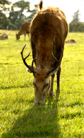 West Midlands Safari Park, Bewdley Worcestershire, UK