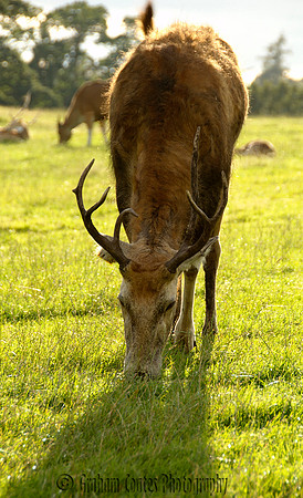 West Midlands Safari Park, Bewdley Worcestershire, UK