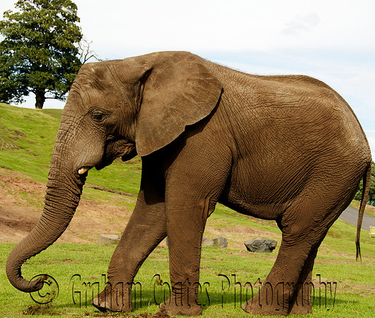 West Midlands Safari Park, Bewdley Worcestershire, UK