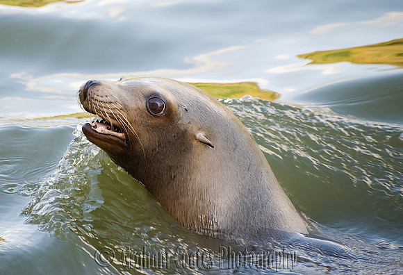 Skegness Natureland Seal Sanctuary, UK