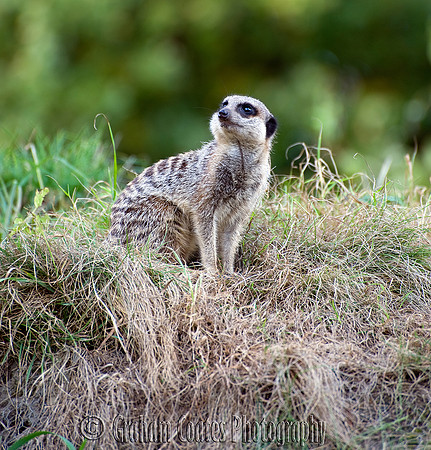 Cotswold Wildlife Park, Oxfordshire, UK