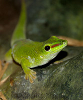 Wildlife
