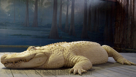 Gatorland, Florida, USA