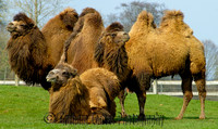 Cotswold Wildlife Park, Oxfordshire, UK