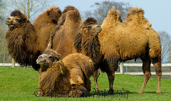 Cotswold Wildlife Park, Oxfordshire, UK