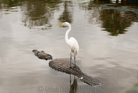 Gatorland, Florida, USA