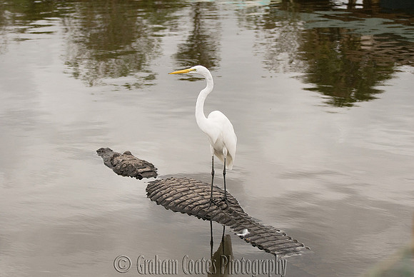 Gatorland, Florida, USA