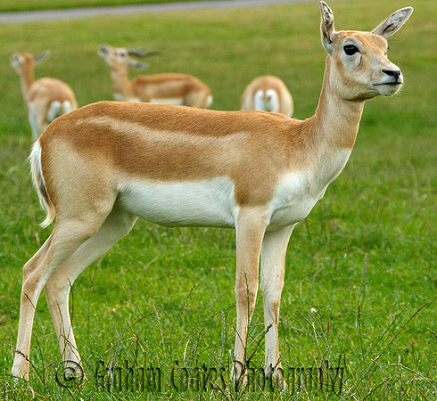 West Midlands Safari Park, Bewdley Worcestershire, UK
