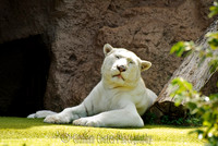 Loro Parque, Tenerife