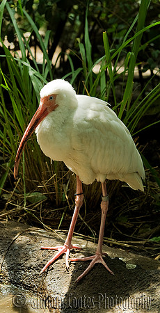 Tampa Aquarium, Florida