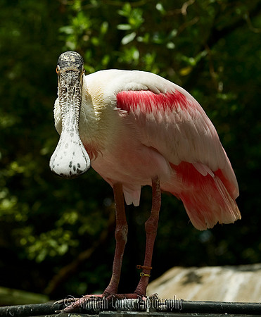 Tampa Aquarium, Florida