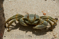 Horned Ghost Crab, Praslin, Seychelles
