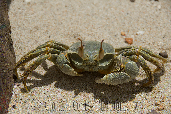 Horned Ghost Crab, Praslin, Seychelles